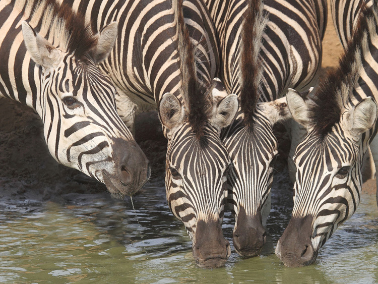 Zebras